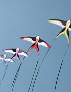 32- Oiseaux - Jean-Christophe Labrouche w